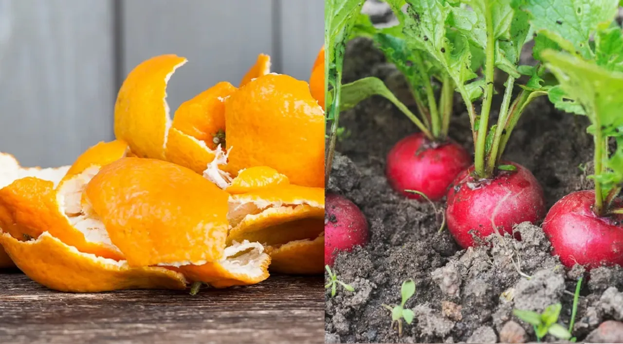 Orange peel fertilizer