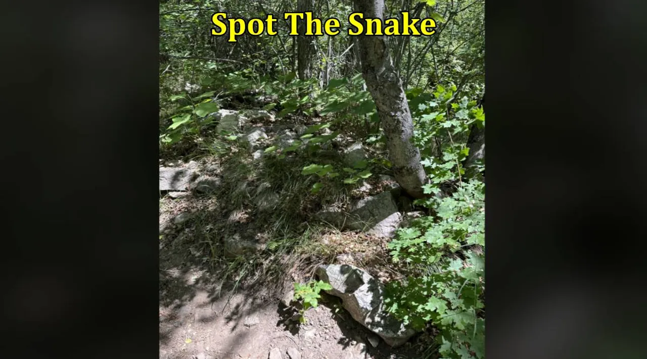 Snake PT 1
