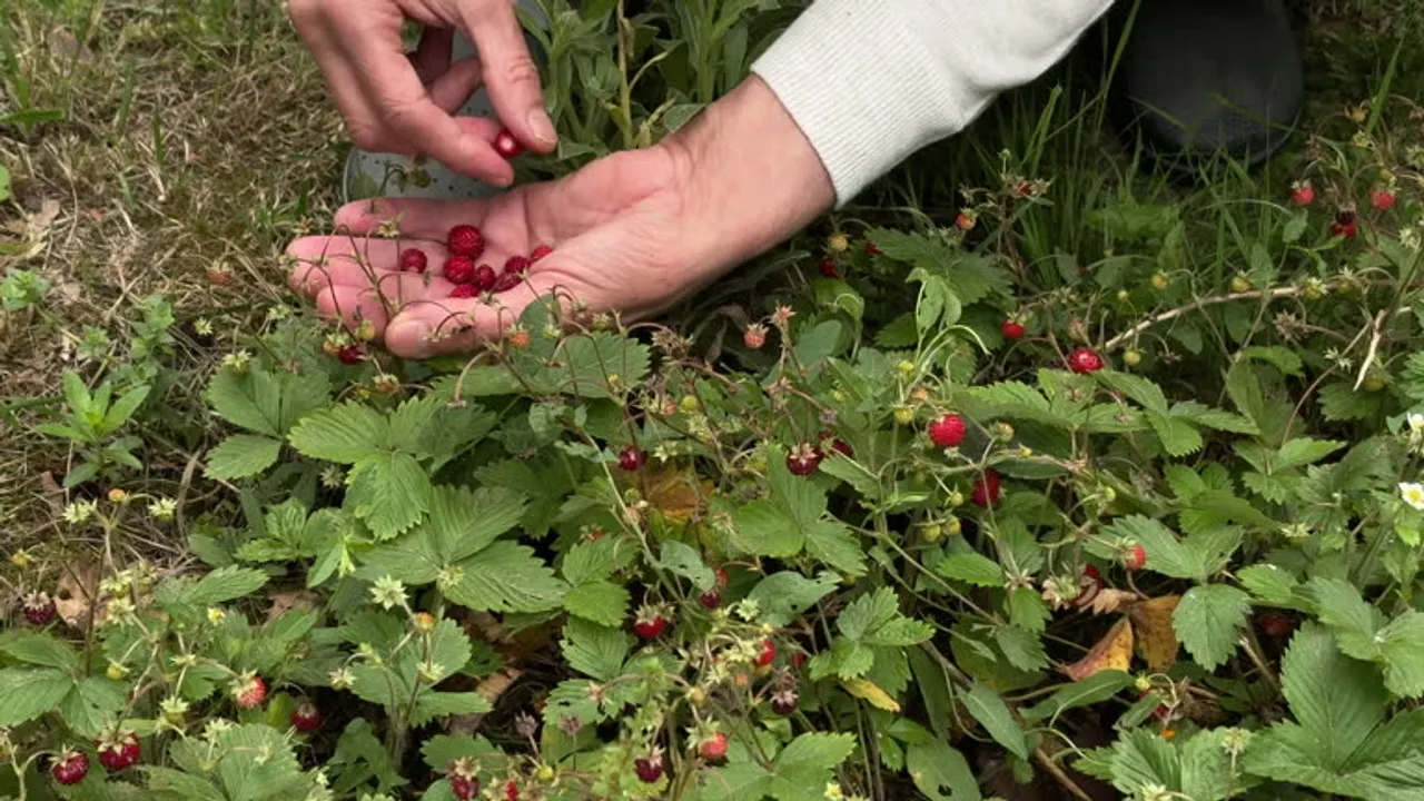 turkery berry