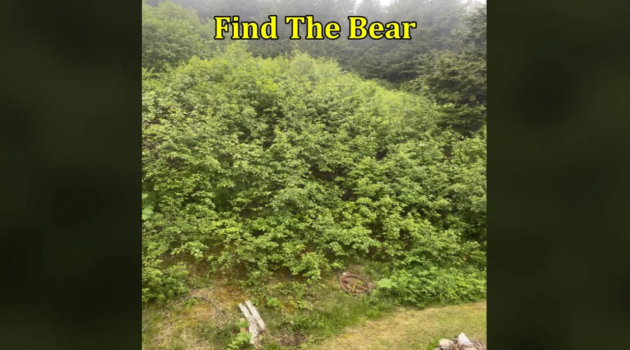 find bear 1