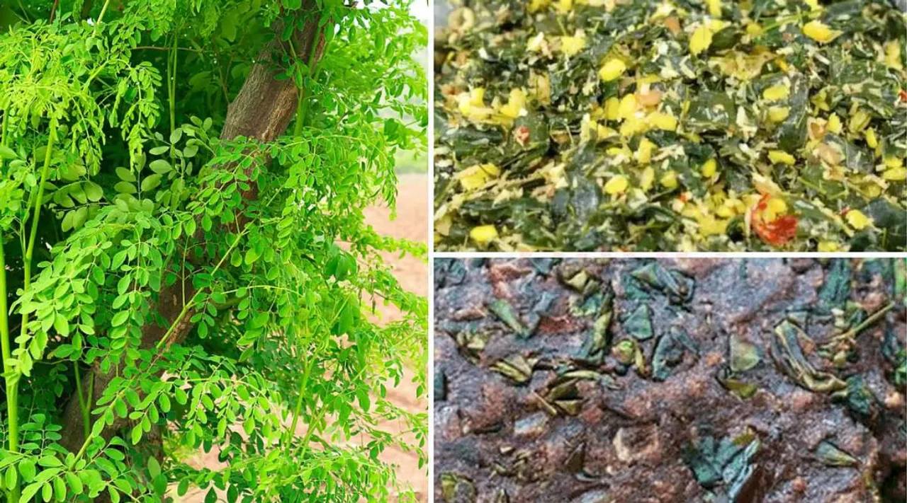 moringa leaves