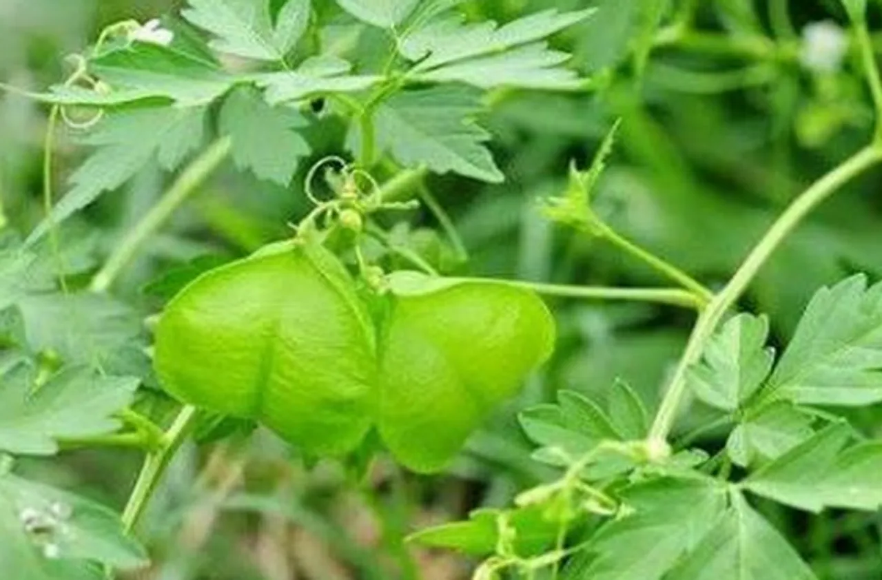 mudakathan keerai