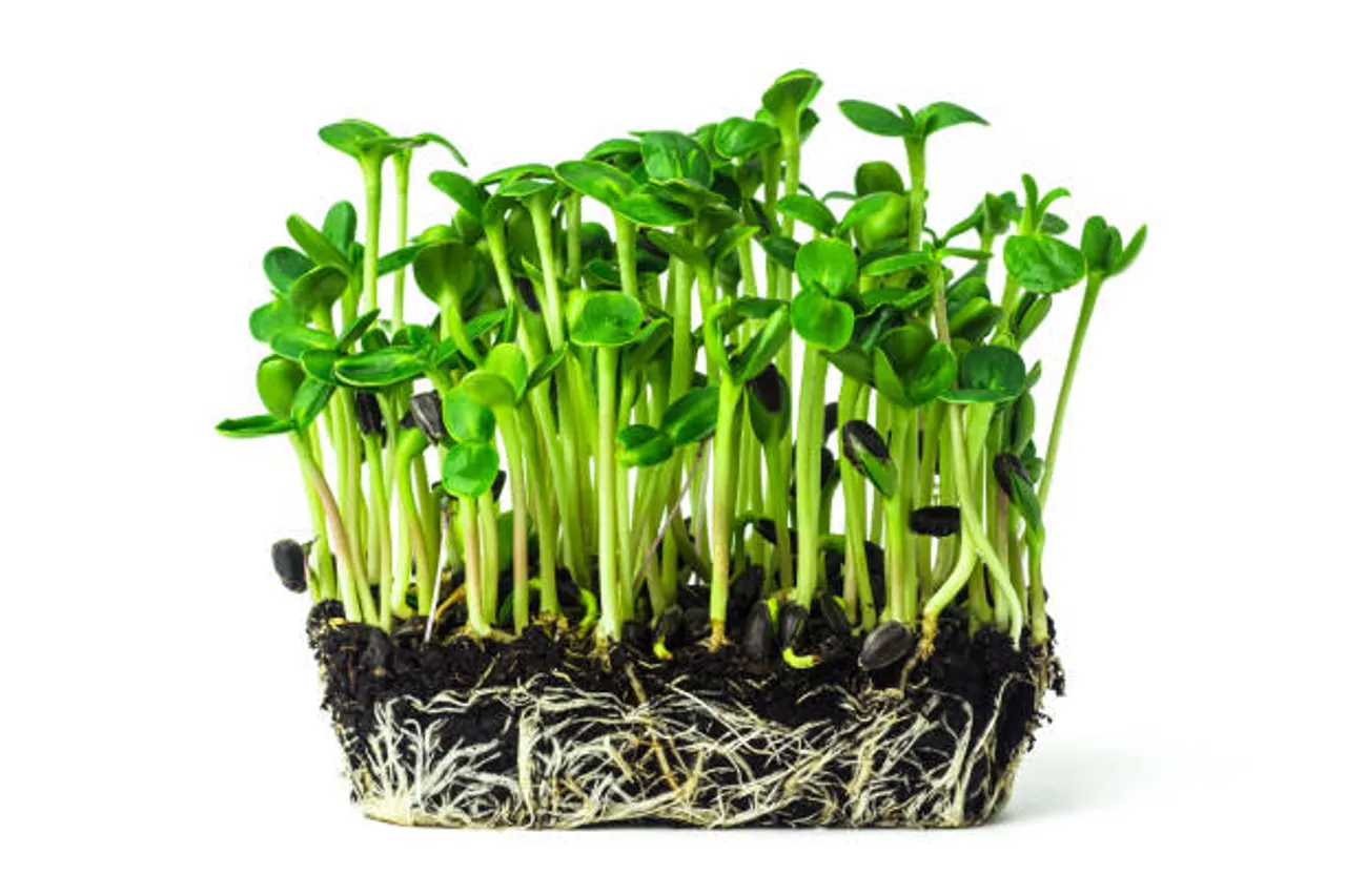 istockphoto-1369548865-612x612