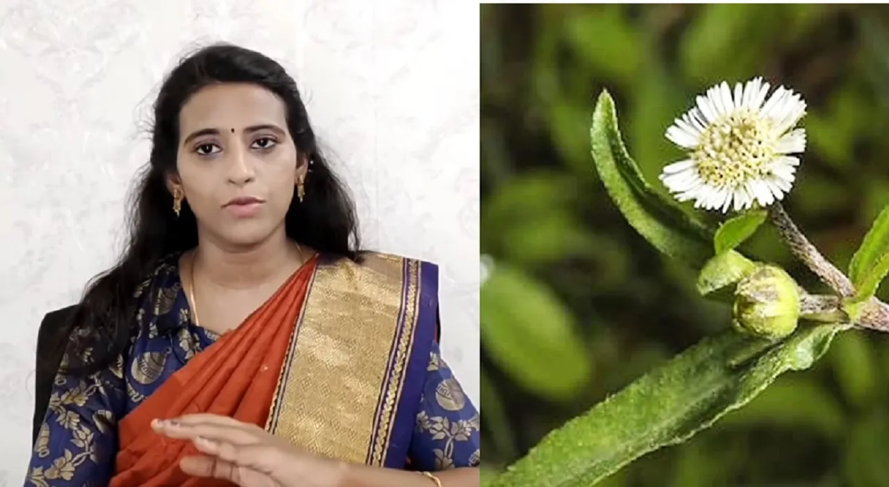 Karisalankanni oil homemade hair growth