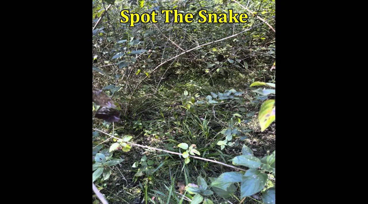 Snake in 1