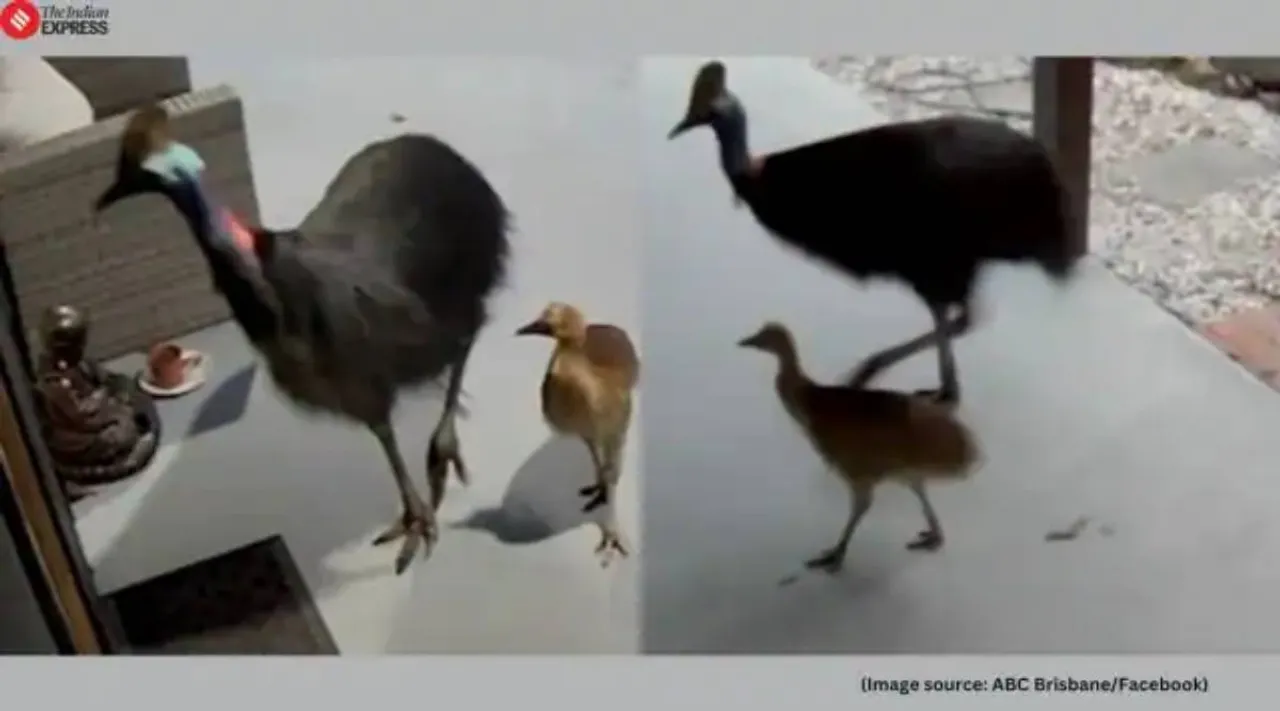 Worlds mostdangerous bird