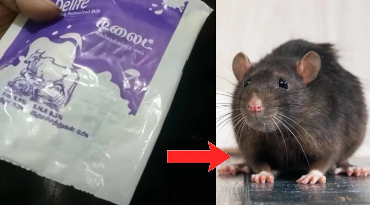 get rid of rat