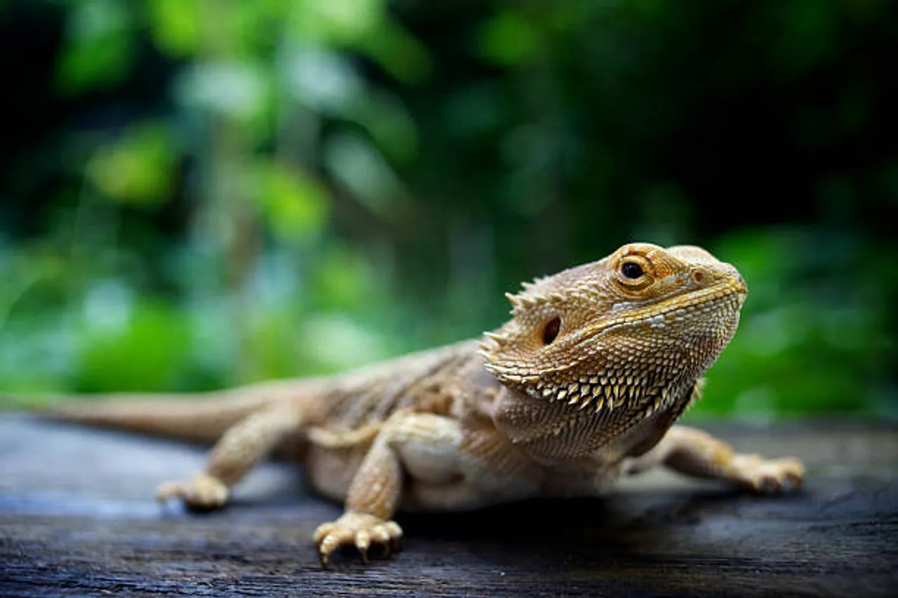 istockphoto-171152147-612x612