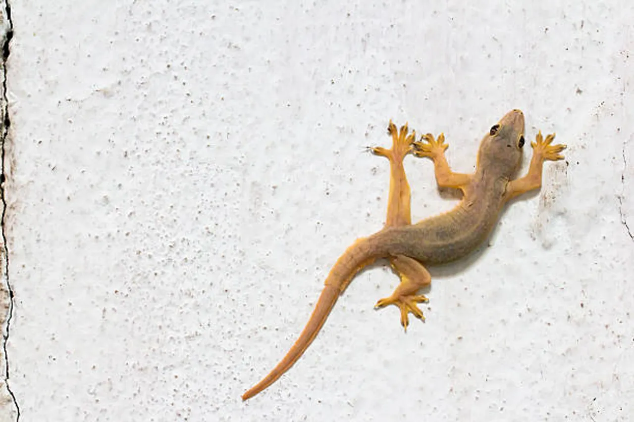 istockphoto-614230186-612x612