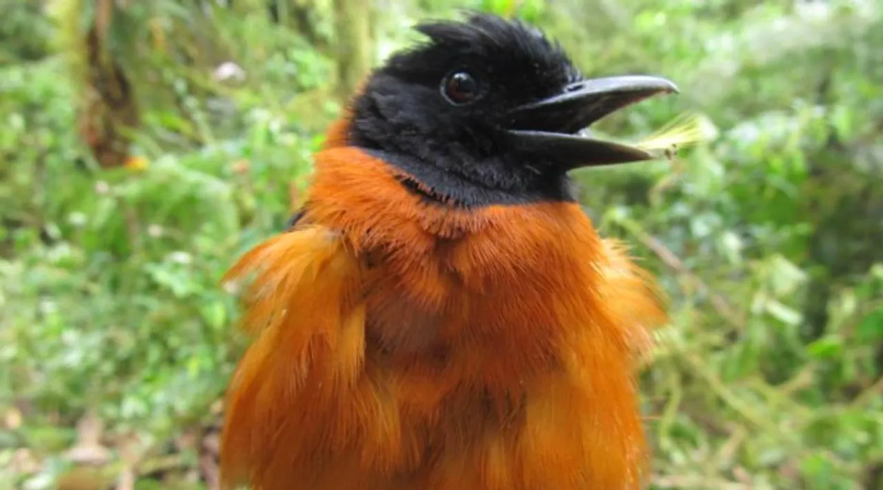 only birds in the world