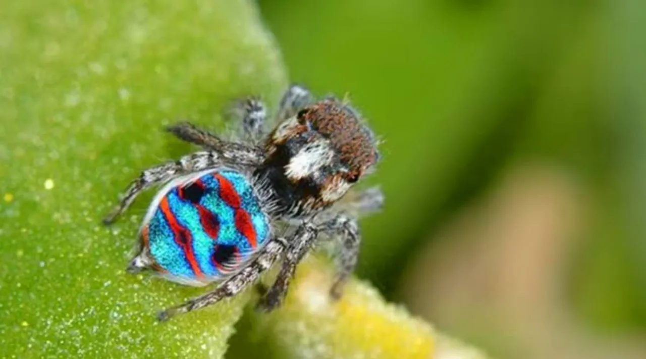 colourful insects