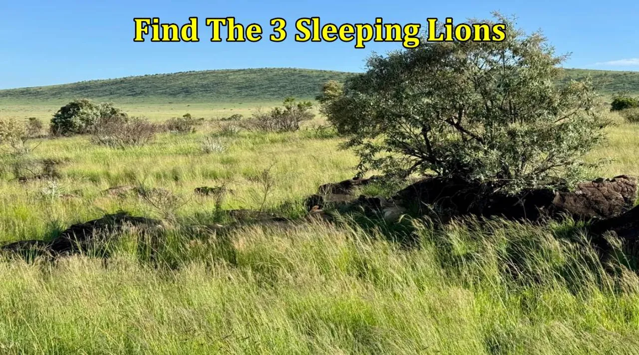 Find the three sleeping lions 1
