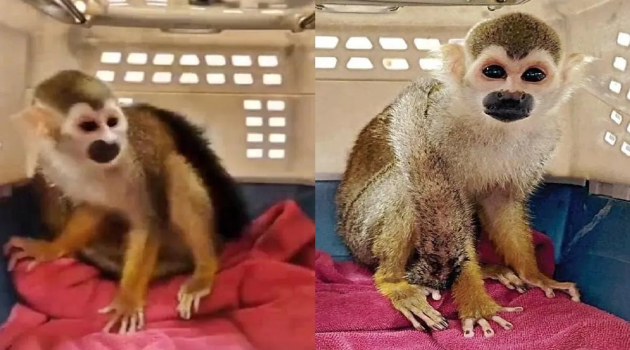 squirrel monkey