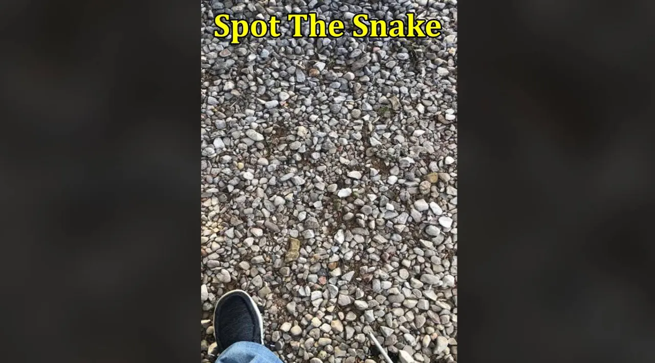 Snake among stones 1