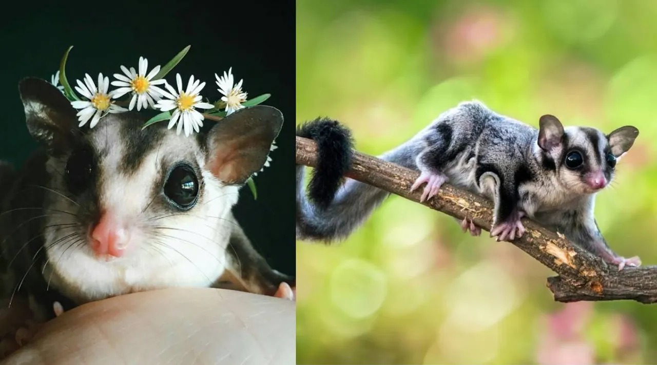 sugar glider