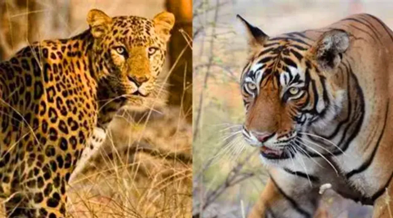 Tigers vs leopards