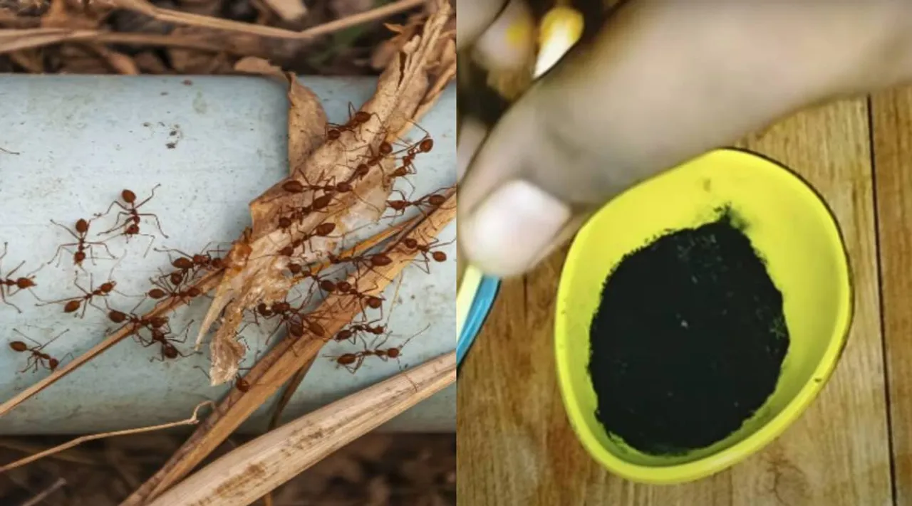 ants killing tips