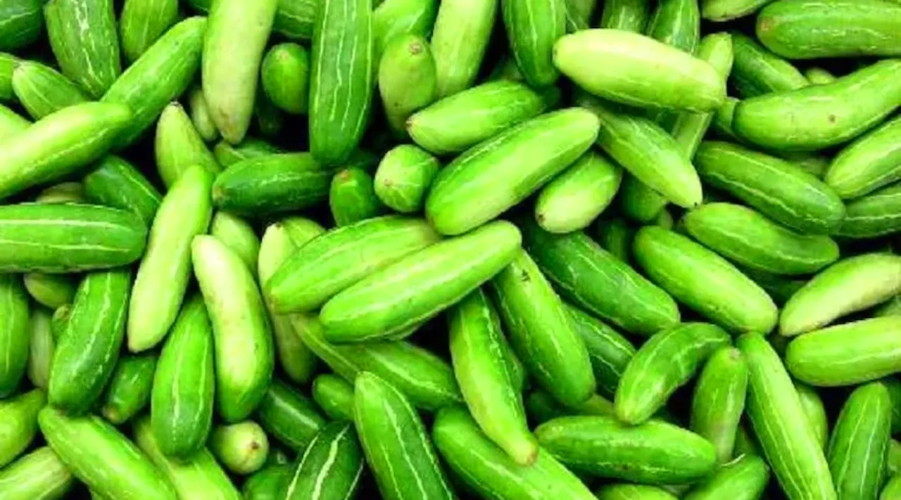 ivy-gourd