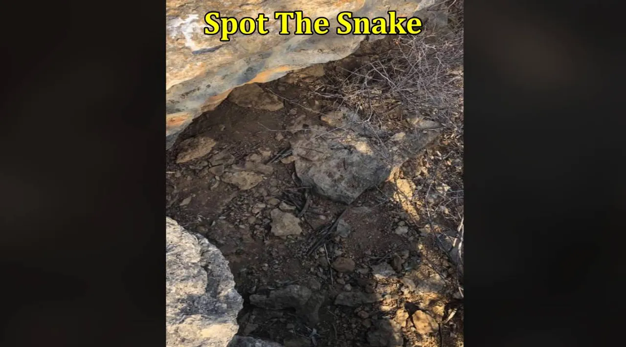 Snake rock 1