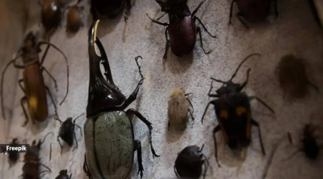 insects 2