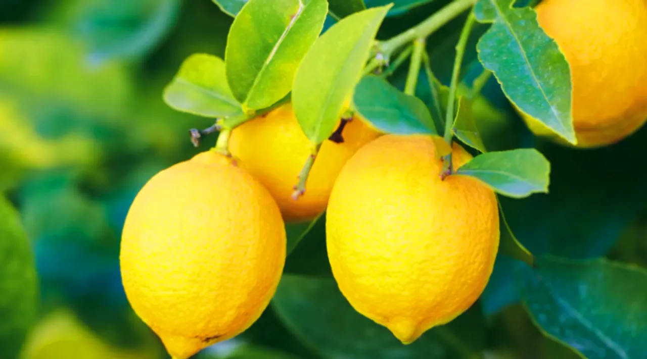 lemon-gardening