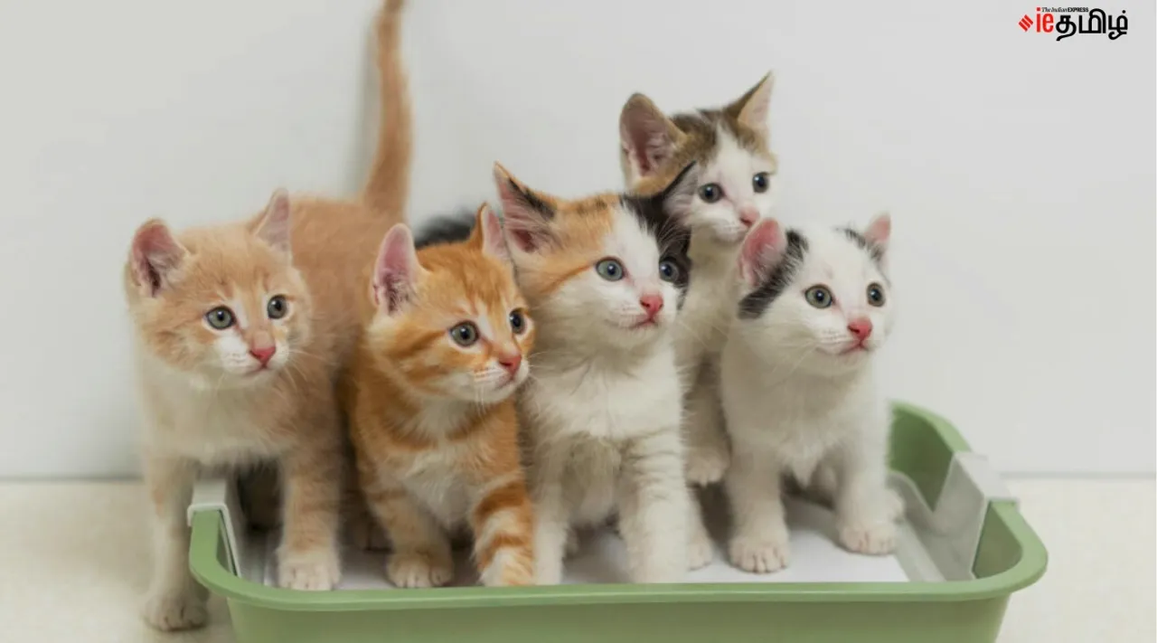 Cats reduce stress