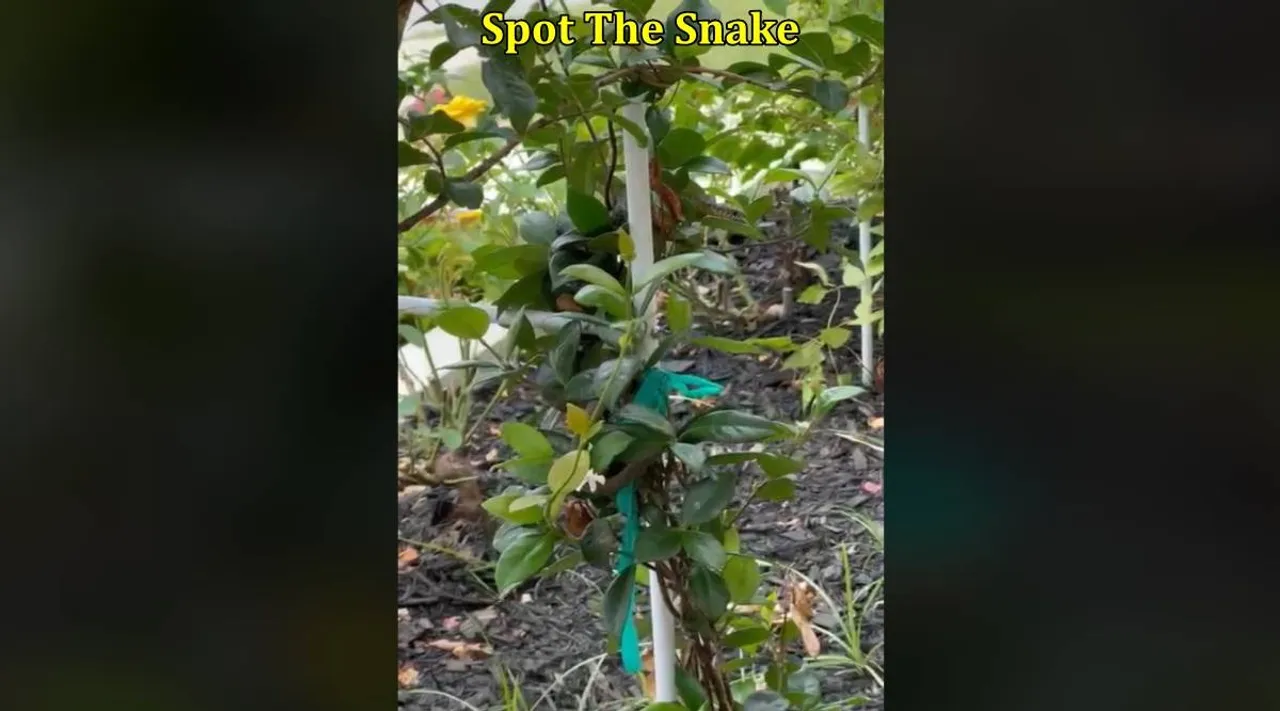 Snake in kodi 1