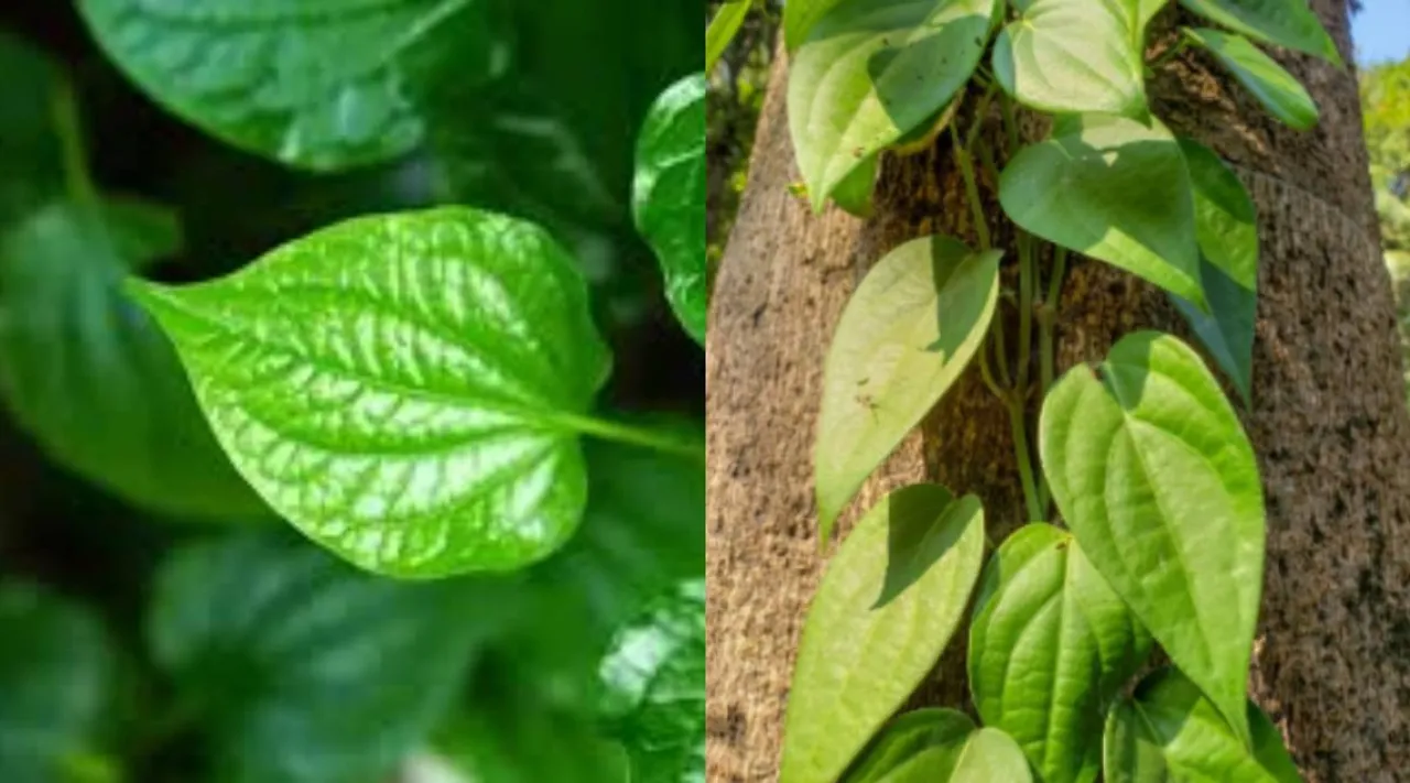 betel 2
