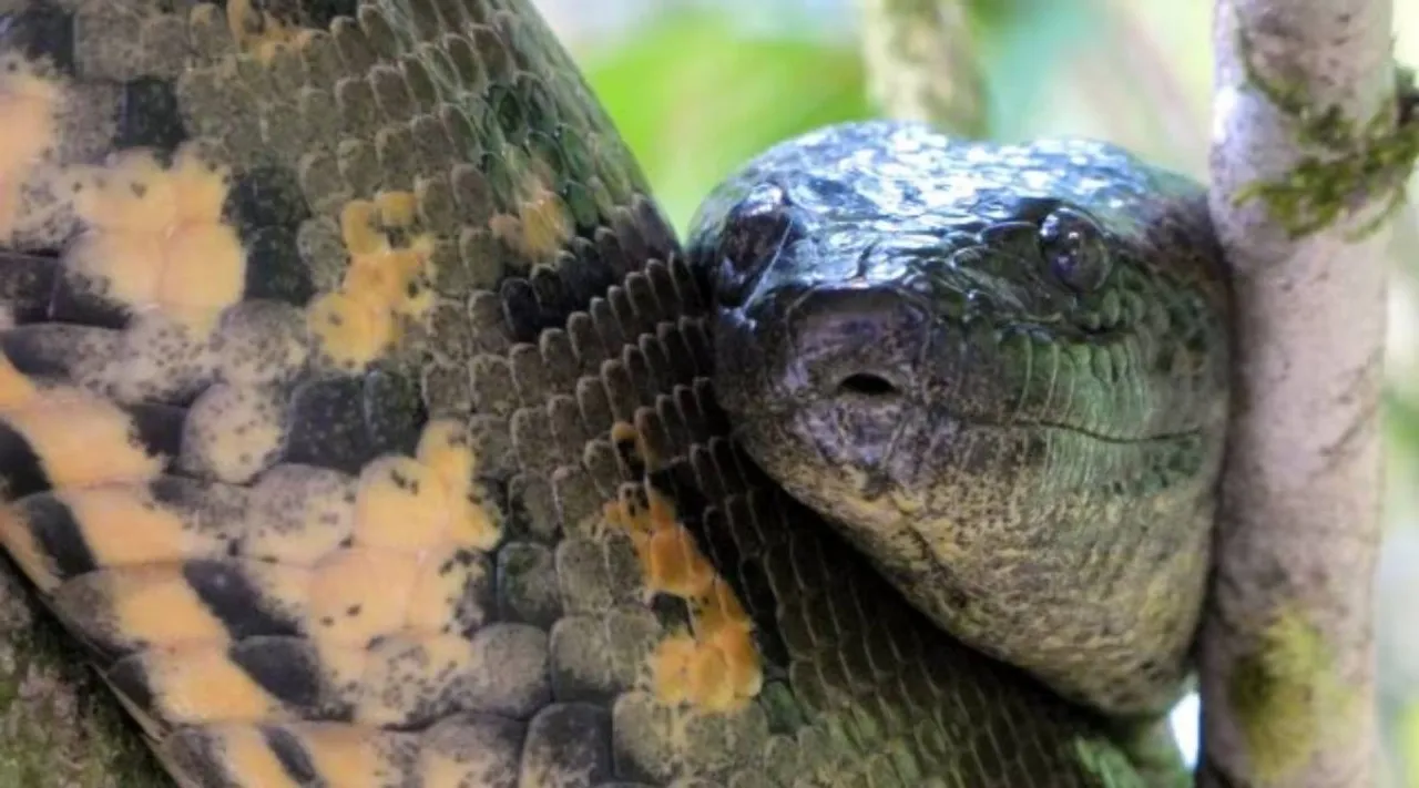 green anaconda biggest reptile
