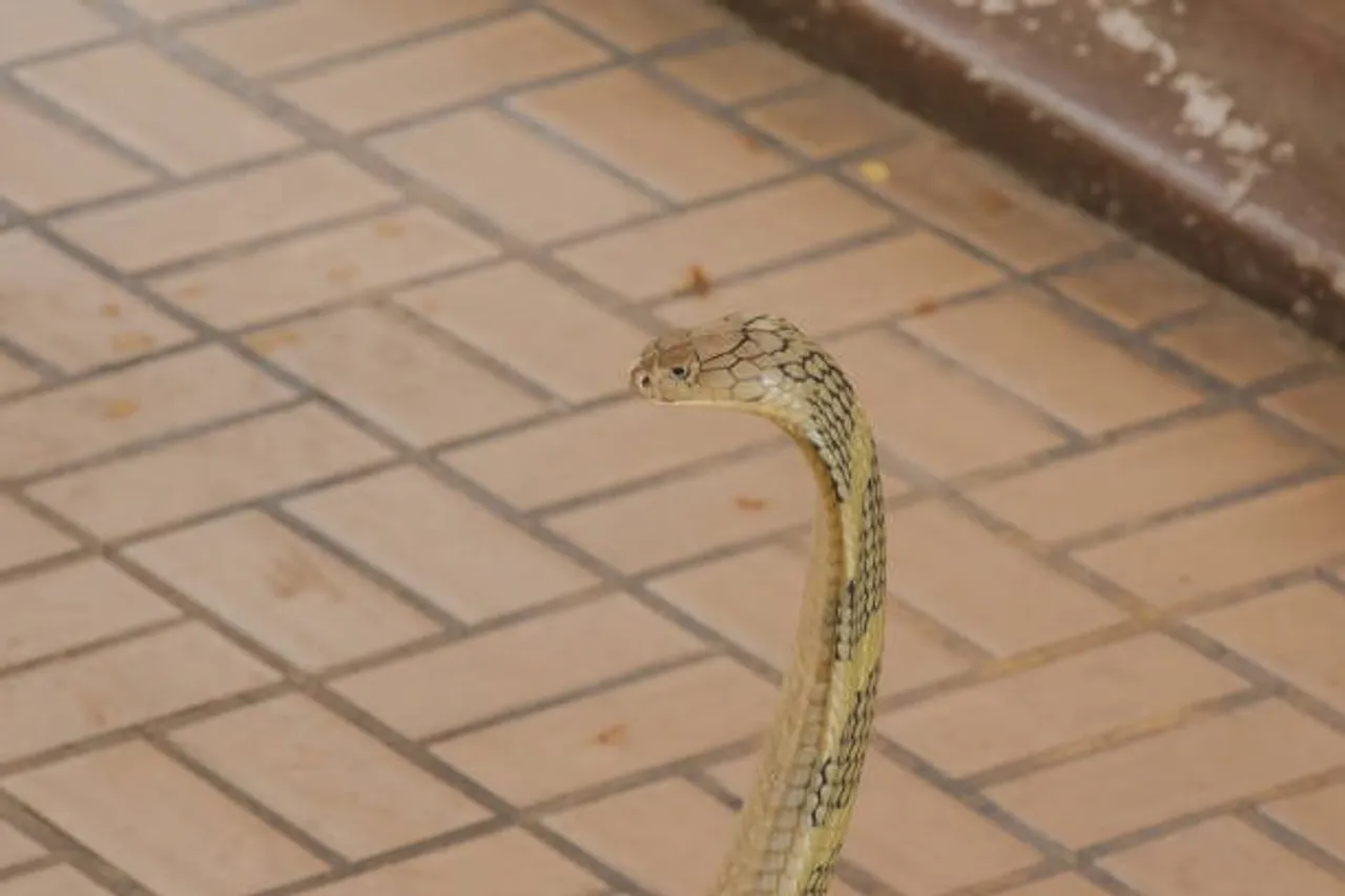 common krait