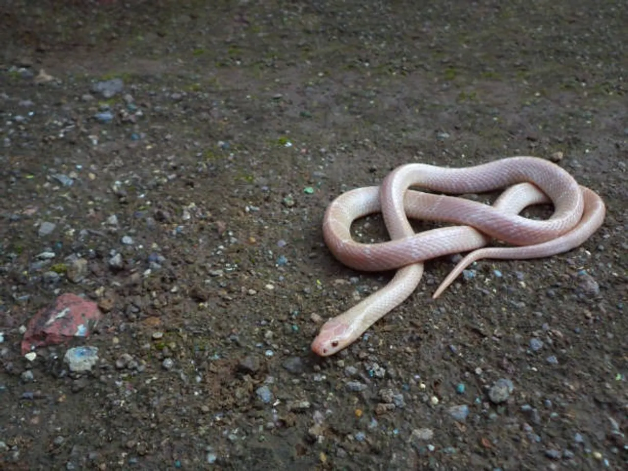 common krait