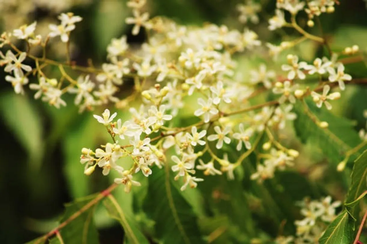 neem flower