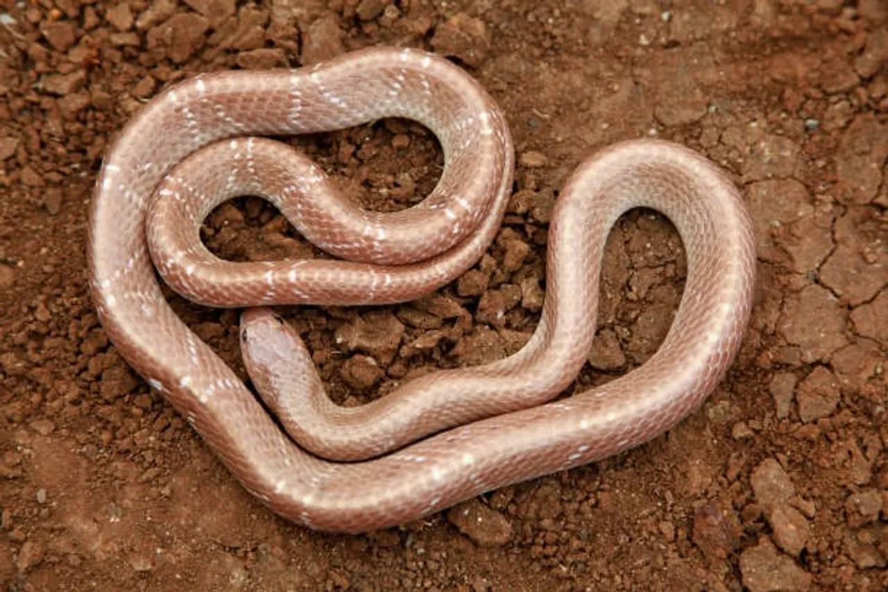 common krait