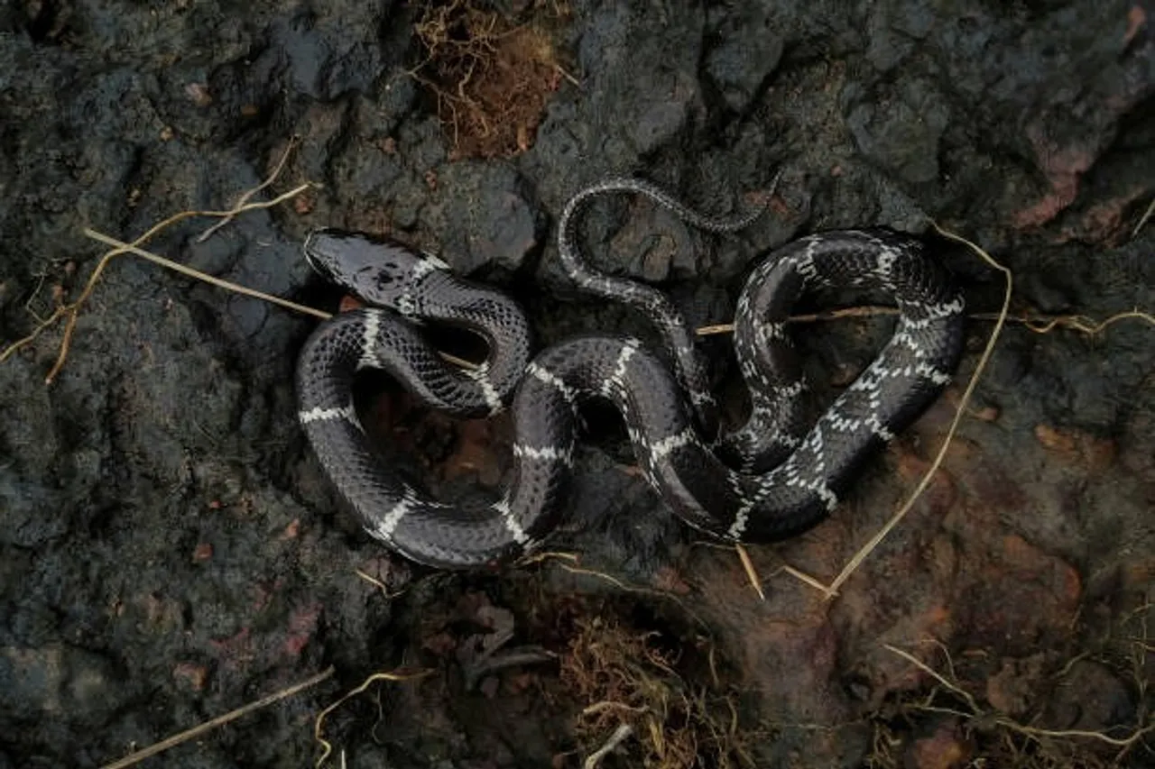 common krait