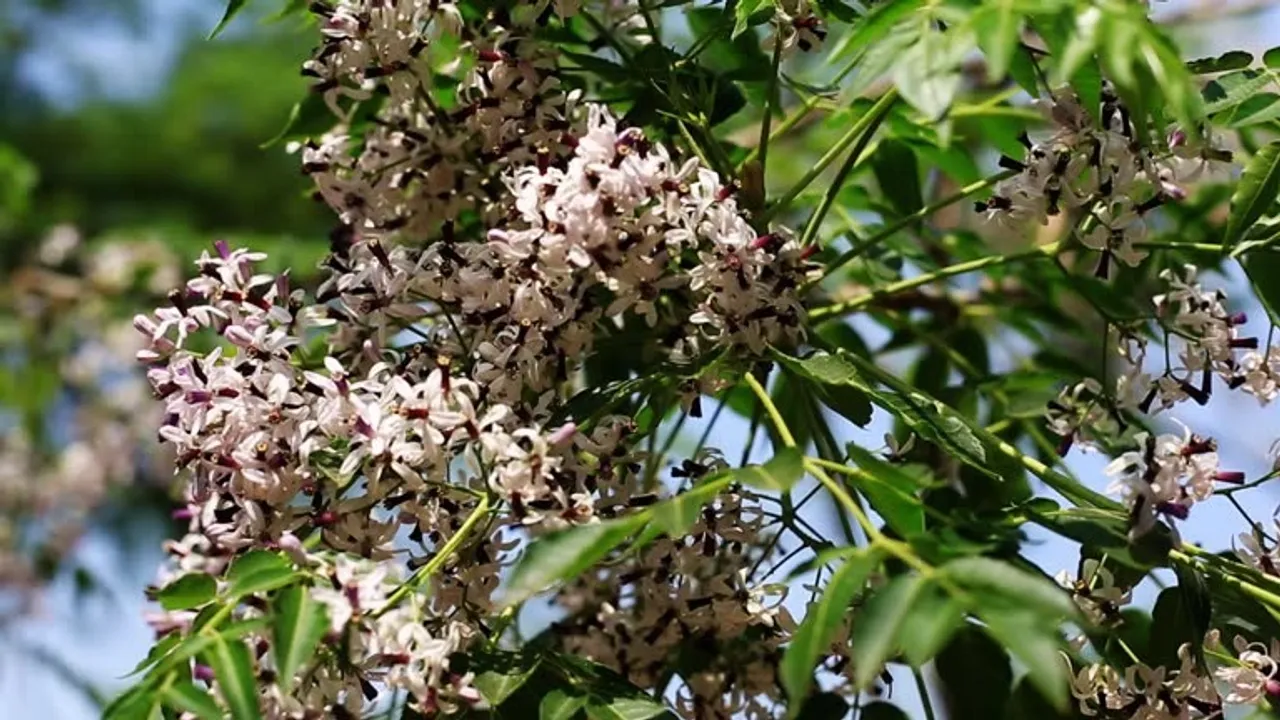 neem flower