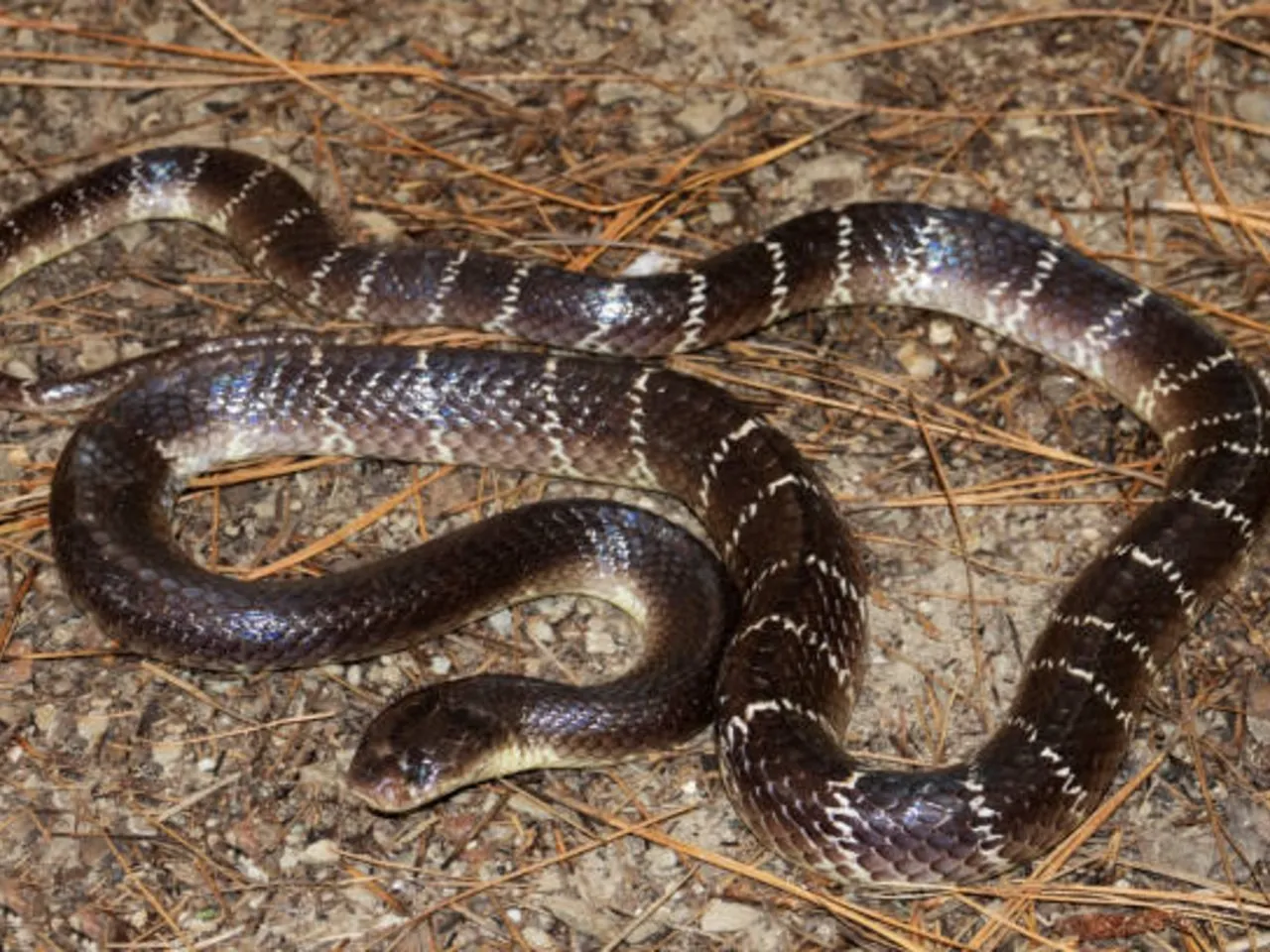 common krait