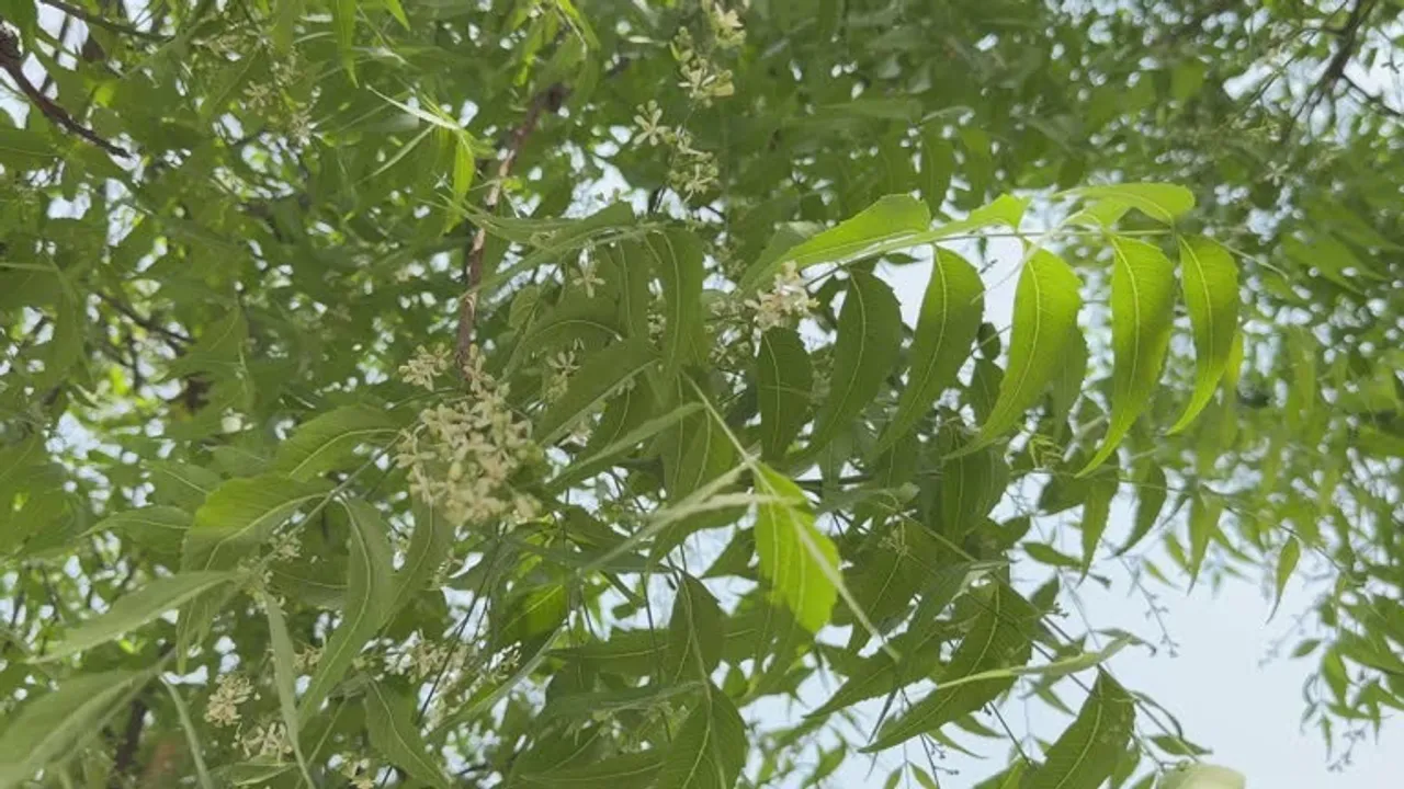 neem flower