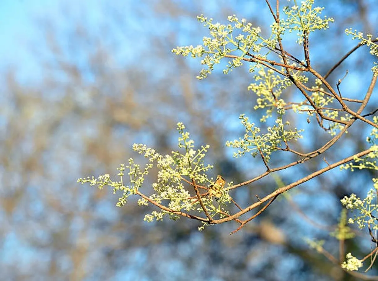 neem flower