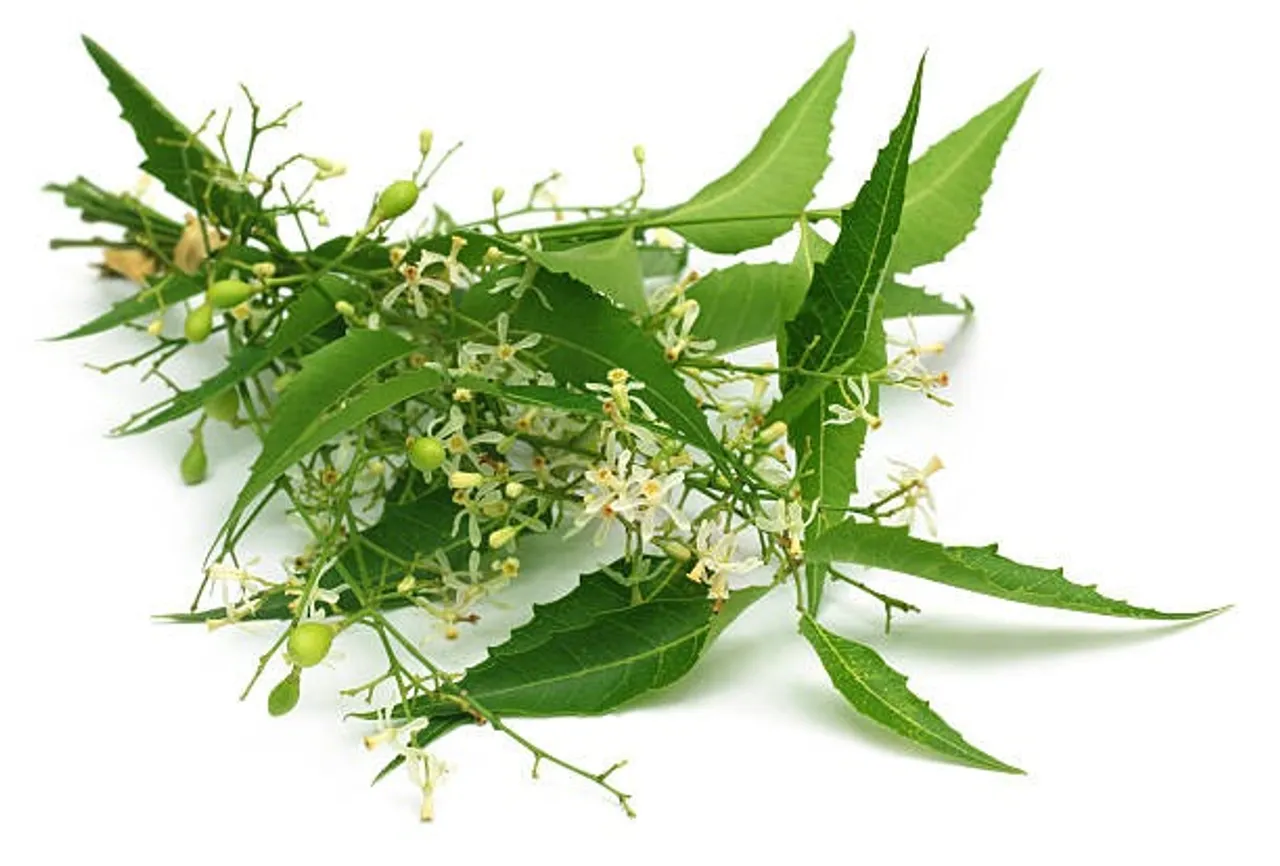 neem flower