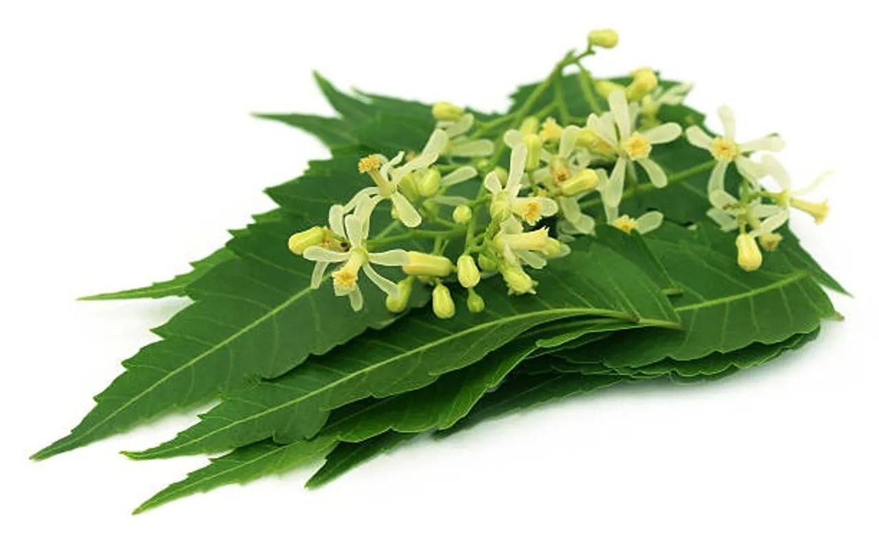 neem flower