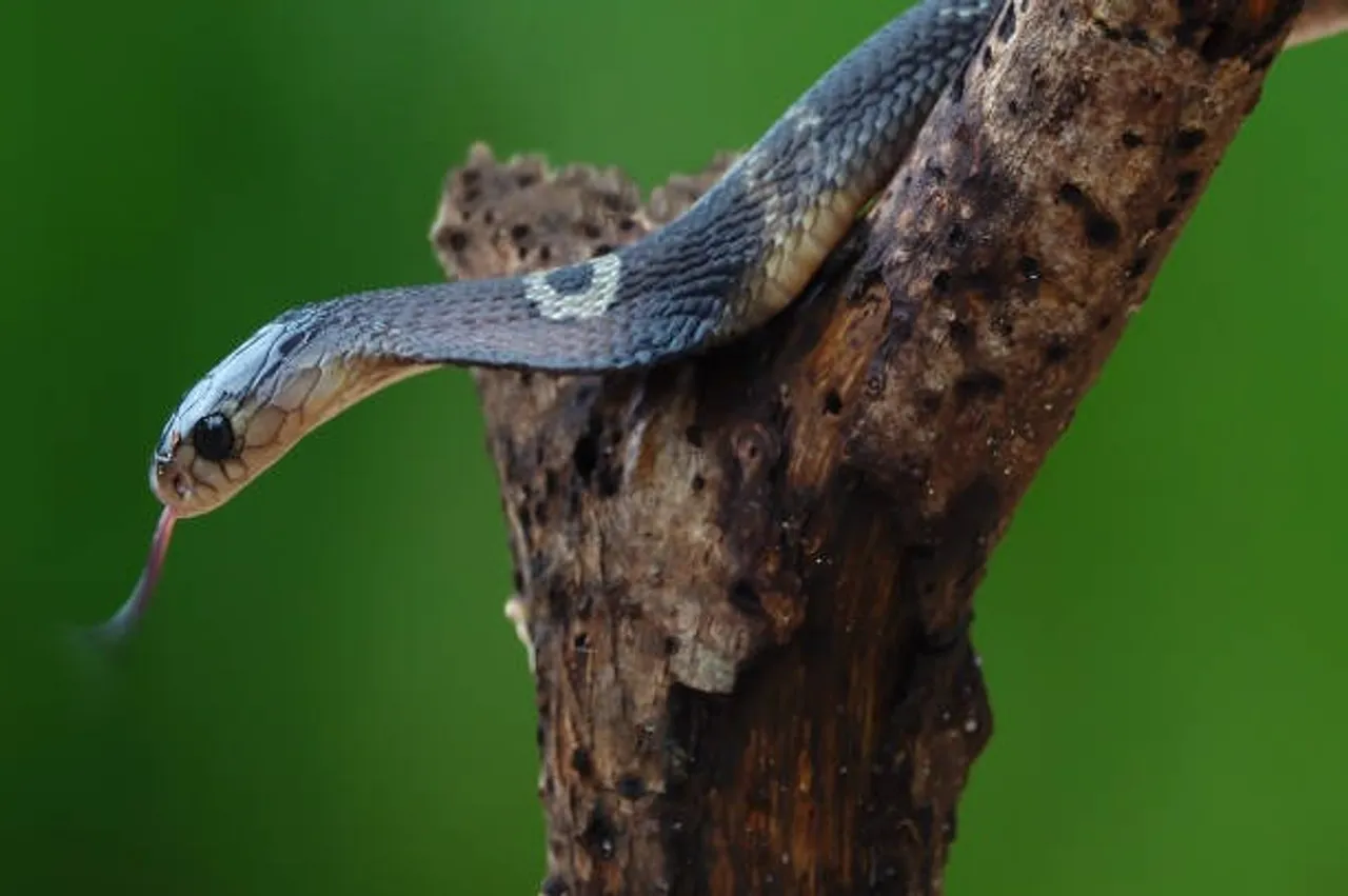 common krait