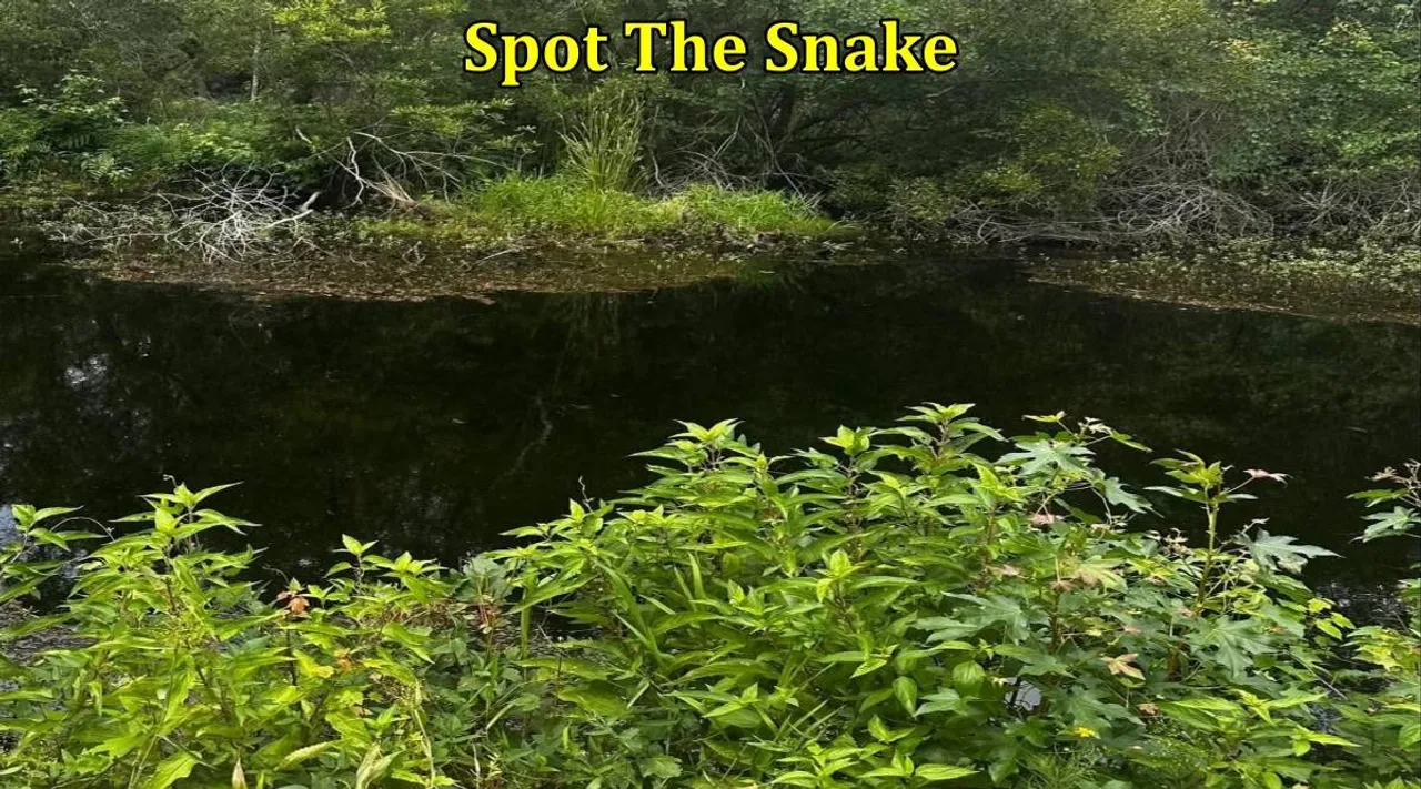 Spot The Snake Abc 1