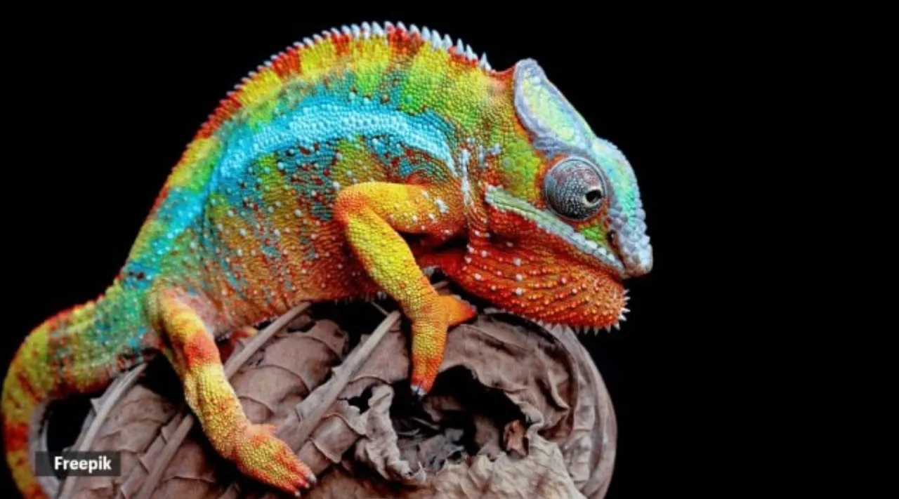 animals that change colour
