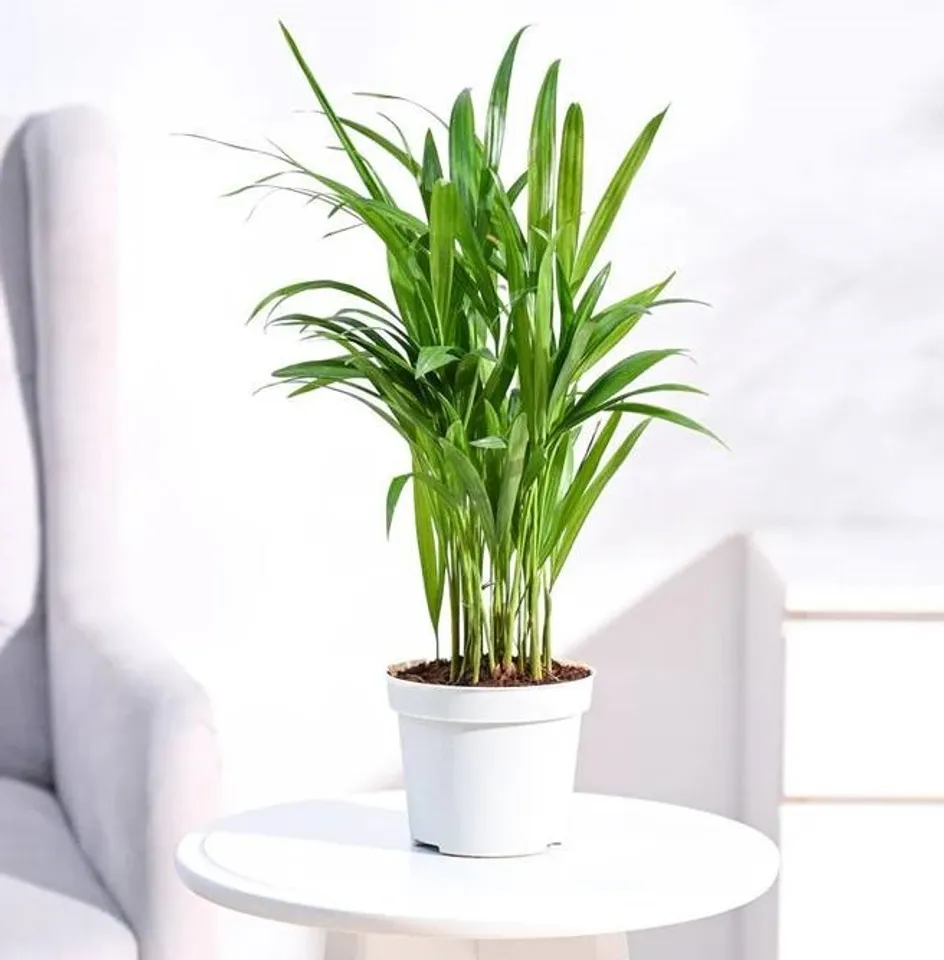 Areca Palm
