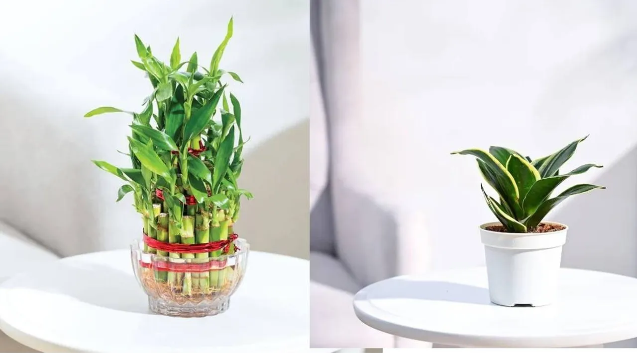 Different plants