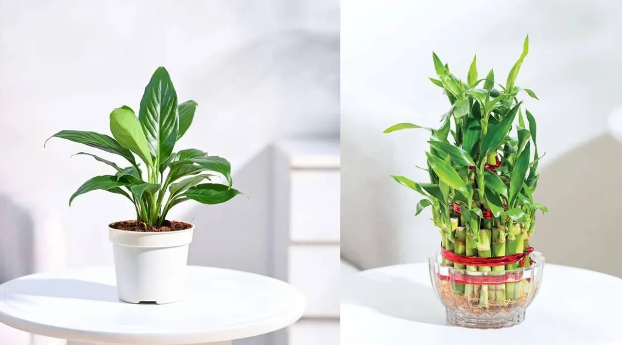 Indoor Flowers