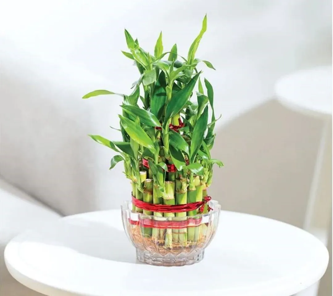Lucky bamboo