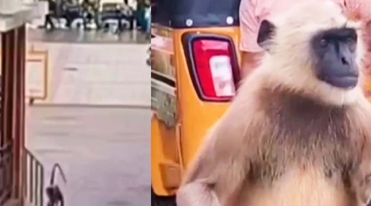 Monkey issue
