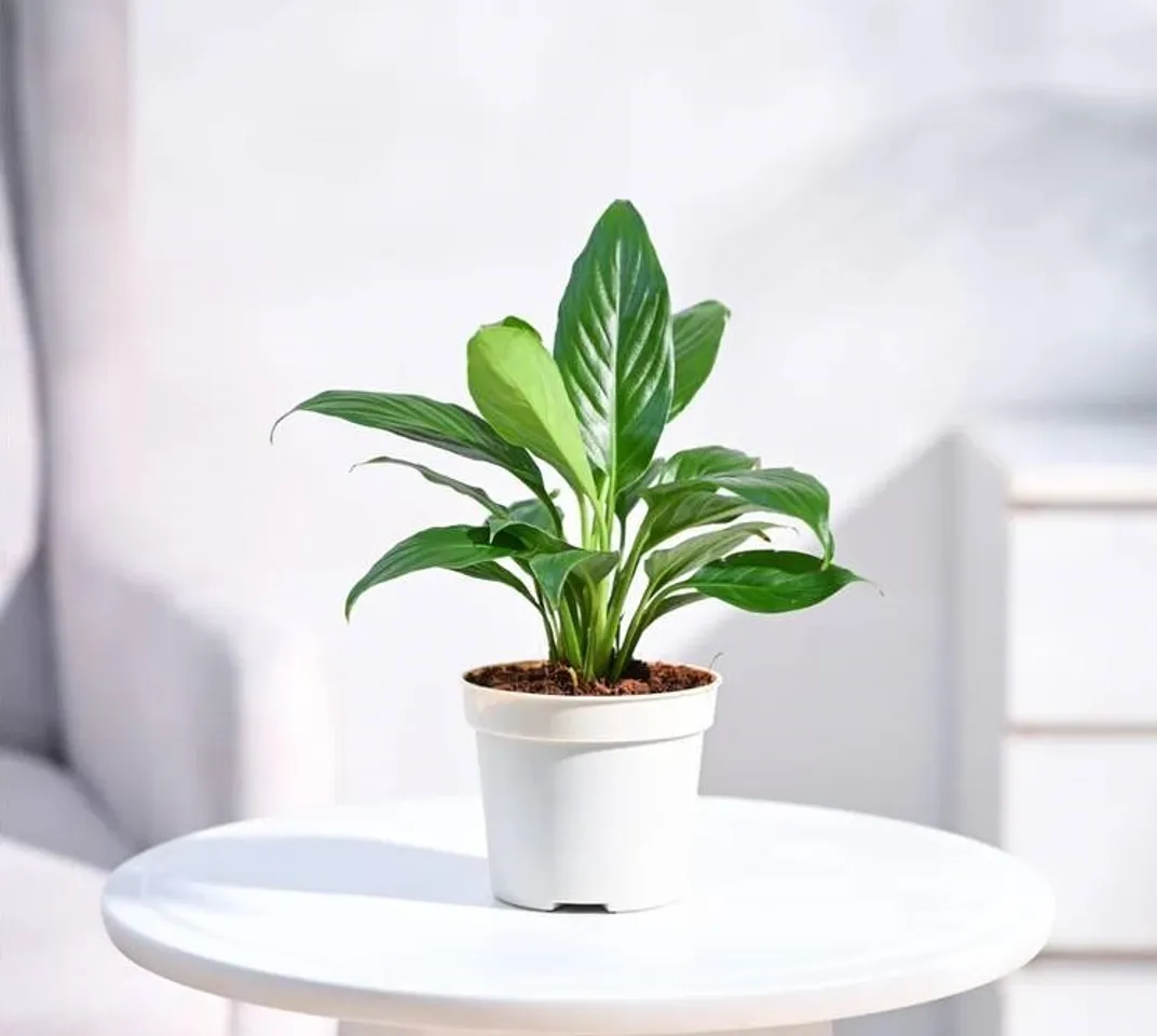 Peace lily