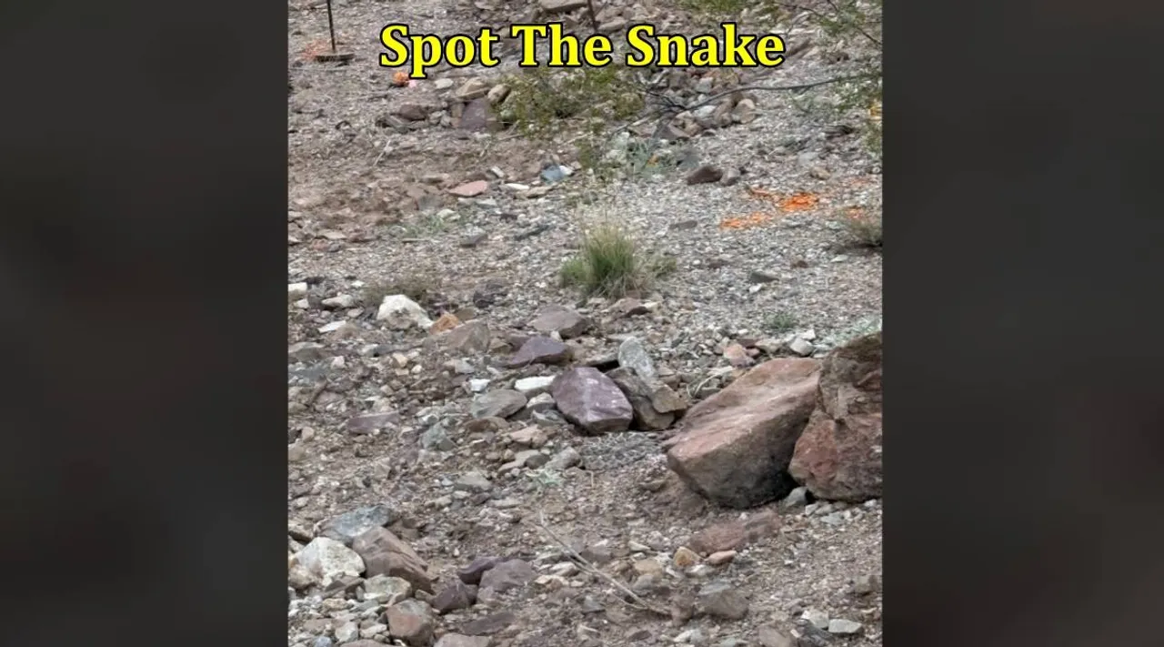 Snake picture 1